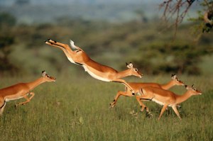 gazelle-leaping