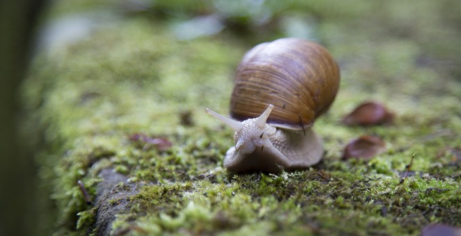 snail-1281633_1920
